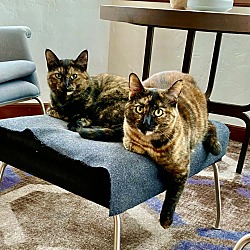 Photo of Gina and Pepper (Bonded Pair)