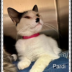 Thumbnail photo of PARDI (R) #2