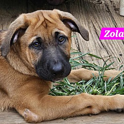 Thumbnail photo of Zola (PUPPY) #4