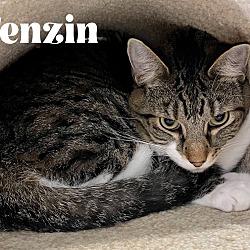 Thumbnail photo of Tenzin (Gizmo) #4