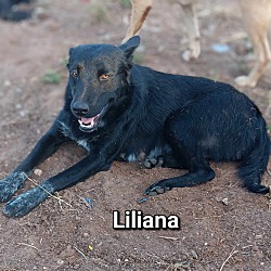 Thumbnail photo of Liliana #3