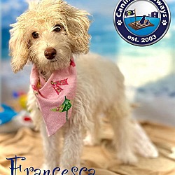 Thumbnail photo of Francesca #1