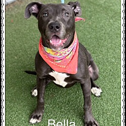 Thumbnail photo of BELLA #2