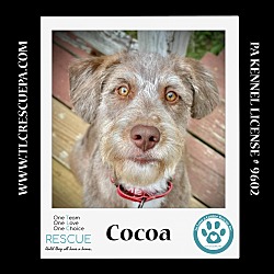 Thumbnail photo of Cocoa 060824 #2