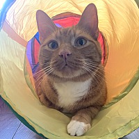 adopt a pet