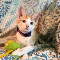 adopt a pet
