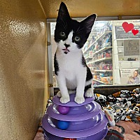 adopt a pet