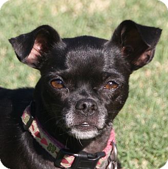 Edmonton Ab Pug Meet Yzma A Pet For Adoption