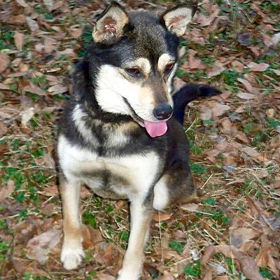 Minneapolis Mn Shiba Inu Meet Moochie A Pet For Adoption