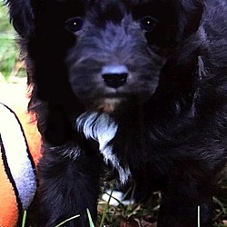 Thumbnail photo of LULU(OUR "BICH-POO" PUPPY! #3