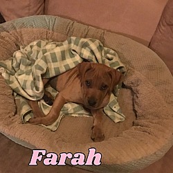 Thumbnail photo of FARRAH 8 WEEK SHARPEI LAB MALE #1