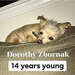 Thumbnail photo of Dorothy Zbornak #1