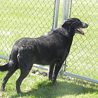 Darke County Animal Shelter in Greenville, Ohio