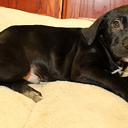Thumbnail photo of Tanner~adopted! #2