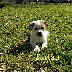 Photo of Tartan