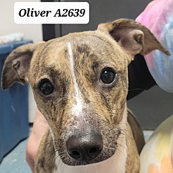 Photo of Oliver A2639