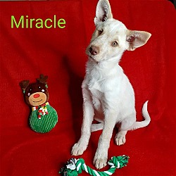 Photo of Miracle ($200 adoption fee)