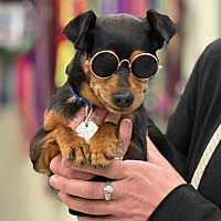 adopt a pet