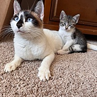 adopt a pet