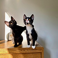 adopt a pet