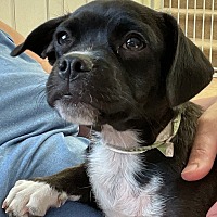 adopt a pet