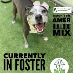 Puppies For Sale In Lewiston Maine Adoptapet Com