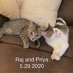 Thumbnail photo of Priya #4