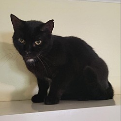 Photo of Oreo