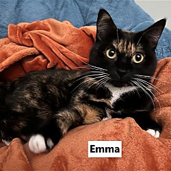 Photo of Emma (Master Snuggler)