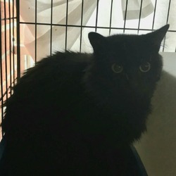 Photo of Midnight