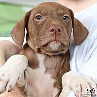 adopt a pet