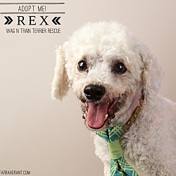 Thumbnail photo of Rex-Pending Adoption #2