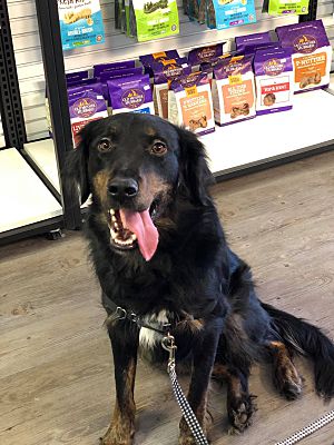 Winnipeg Mb Golden Retriever Meet Clyde A Pet For Adoption Adoptapet Com