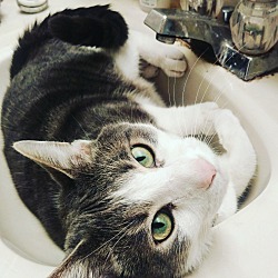 American Shorthair Kittens For Sale In Cleveland Ohio Adoptapet Com
