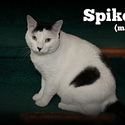 Thumbnail photo of Spike #4