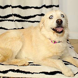 Thumbnail photo of Lady~adopted! #3