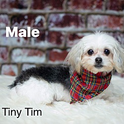 Photo of Tiny Tim