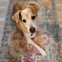 Photo of Sugar D4654 - ADOPTION BEING FINALIZED