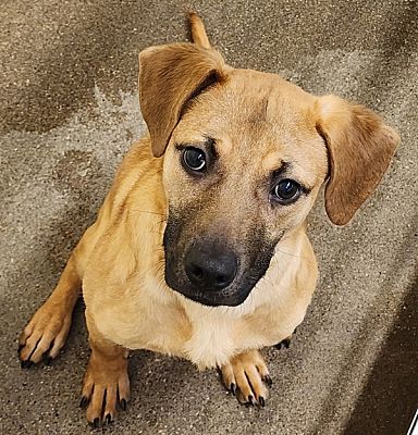 Lexington, KY - Pit Bull Terrier. Meet Ripley a Pet for Adoption ...