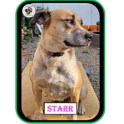 Thumbnail photo of Starr #4
