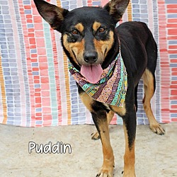 Thumbnail photo of Puddin' #1