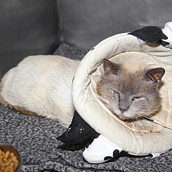 Thumbnail photo of Hefty (Neutered) Pics 8/18-7/2 #4