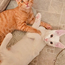 Thumbnail photo of Cheeto (Ginger Kittens) #3