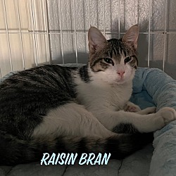 Thumbnail photo of Raisin Bran 4141 #2