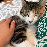 adopt a pet
