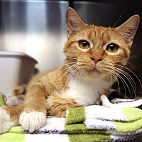 adopt a pet