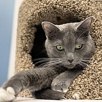 adopt a pet