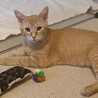 adopt a pet