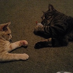 Thumbnail photo of Ollie and Butterscotch #4
