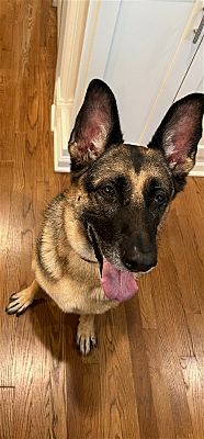 Greensboro, NC - German Shepherd Dog. Meet Millie (CL) a Pet for ...